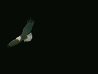 Eagleheart S1 DVD Equation thumbnail