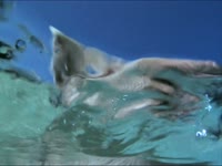 Farewell Summer Pig thumbnail