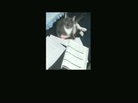 RIP Max the Cat thumbnail