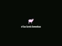 Viral Video Goat and Pig thumbnail