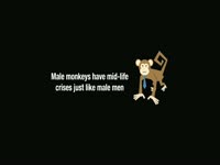 Monkeys Have Mid-Life Crises thumbnail
