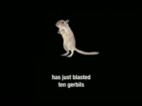 Space Gerbils thumbnail