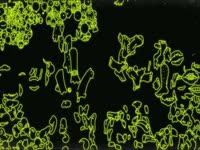 Neon Items Logo - Body Parts thumbnail