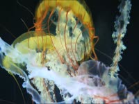 Jellyfish Wiggle Wit It thumbnail