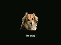 15 Second Pet: Lady