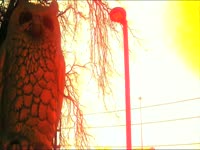 Owl Statue on Sunset thumbnail