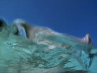 Spring Break Forever Pig thumbnail