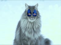 Meow Meow: CH Clown Face thumbnail