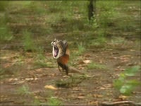 Meow Meow: Cat Lizard thumbnail