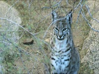 Meow Meow: Sound Collage thumbnail