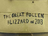 Great Pollen Blizzard of 2013 thumbnail