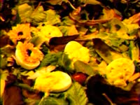 Growing Flowers thumbnail