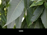 Pecan Tree 2013 Update