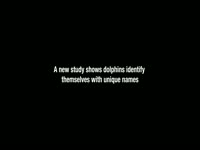 Dolphins Use Unique Names thumbnail