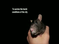 Urban Animals' Larger Brains