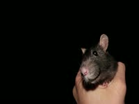 Pet Rat Instructions