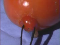 Tomato Operation thumbnail