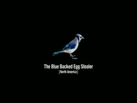 Know Your Birds Pictures