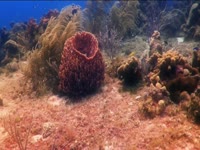 Tagged Videos: Barrel Sponge thumbnail