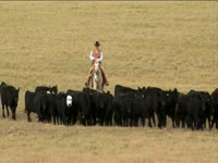 Tagged Videos: Cowboy Drives Cattle thumbnail