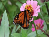 Tagged Videos: Monarch Butterfly thumbnail