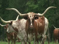 Tagged Videos: Texas Longhorn Cattle thumbnail
