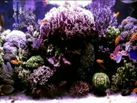 Tagged Videos: Coral 02 thumbnail