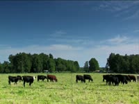 Tagged Videos: Grazing Cattle