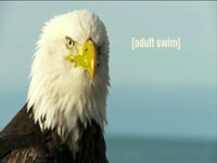 Tagged Videos: American Bald Eagle Head Shot thumbnail