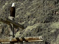 Tagged Videos: Bald Eagle on Pole thumbnail