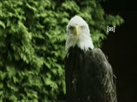Tagged Videos: Bald Eagle Profile thumbnail