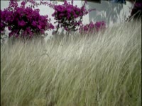 Tagged Videos: Field 04 thumbnail