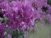 Tagged Videos: Bougainvillea thumbnail