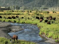 Tagged Videos: Grazing Buffalo thumbnail
