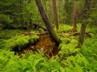 Tagged Videos: Temperate Rainforest thumbnail