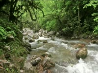 Tagged Videos: Forest 03 thumbnail