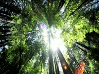 Tagged Videos: Forest 02 thumbnail