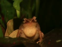 Tagged Videos: Coquí