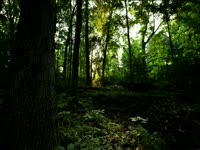 Tagged Videos: Forest 04 thumbnail