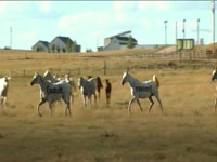 Tagged Videos: Horses 01 thumbnail