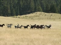 Tagged Videos: Horses 02 thumbnail