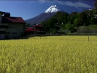 Tagged Videos: Rice Field below Mount Fuji thumbnail