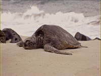 Tagged Videos: Turtle 01 thumbnail