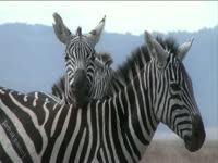 Tagged Videos: Cuddling Zebra thumbnail