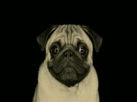 Staring Contest Go thumbnail