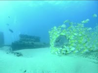 Tagged Videos: Fish 01 thumbnail