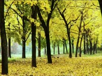 Tagged Videos: Forest 05