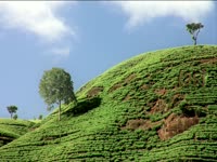Tagged Videos: Tea Garden Mountains thumbnail
