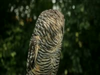 Tagged Videos: Barred Owl thumbnail