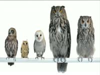 Tagged Videos: Group of Perched Owls thumbnail